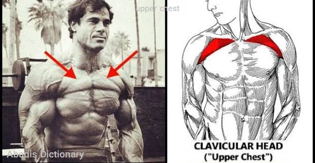 upper chest